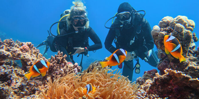 Scuba divers couple near beautiful coral reef watching sea anemone and family of two-banded anemone fish
